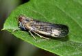 Reptalus sp